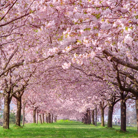 Floraison des cerisiers et hanami au Japon