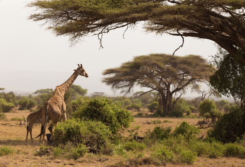 Serengeti en Tanzanie